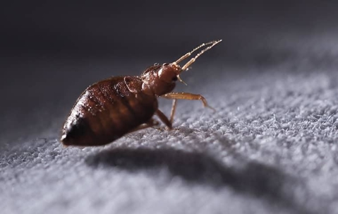 Bed bug indoors