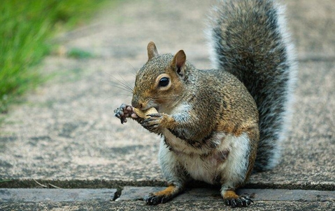 Squirrel eating a peanut at a walkway near grass.
