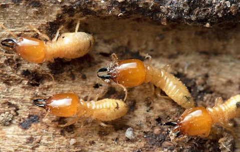 Termites chewing on wood.