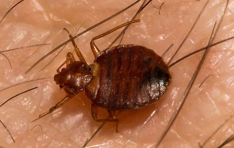Bed bug crawling on someone's skin.