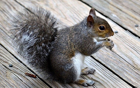 Squirrel on a deck.
