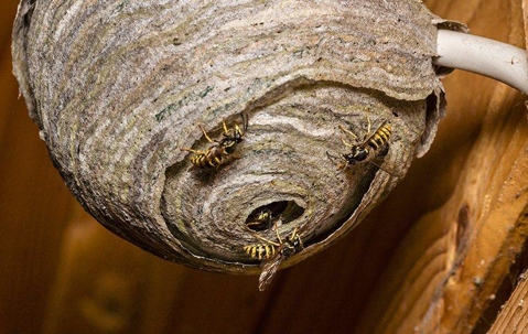 Wasps crawling on nest