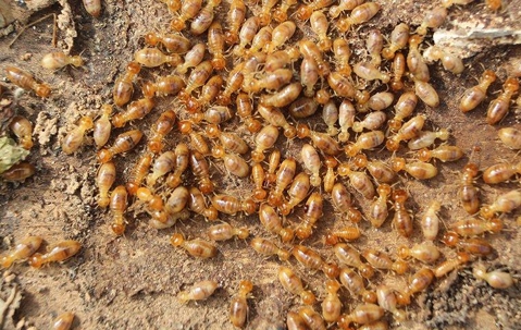 Swarm of termites on damaged wood