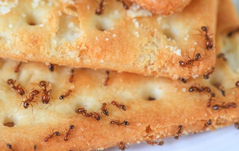 Ants crawling on a cracker
