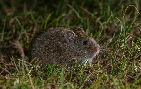 Vole in a yard at night.