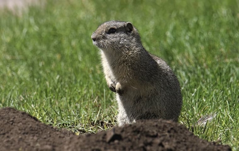 Squirrel near dirt mound