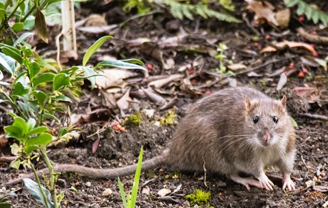 Norway rat in garden