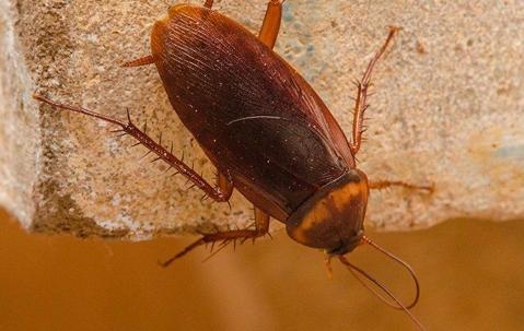 American Cockroach on a stone kitchen counter.