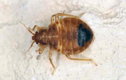 Bed bug crawling on a mattress.