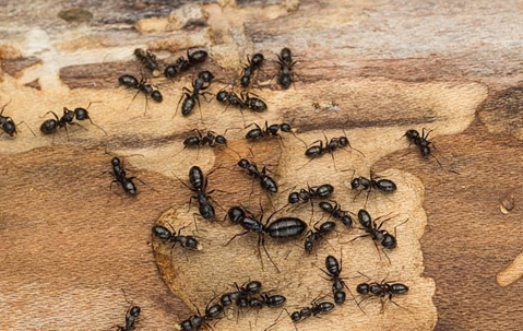 Carpenter Ants crawling on wood.
