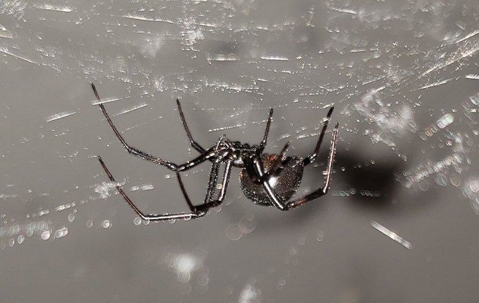Black Widow Spider in its web.