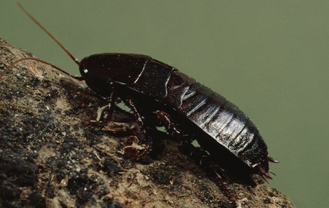 Oriental Cockroach crawling on a tree branch.