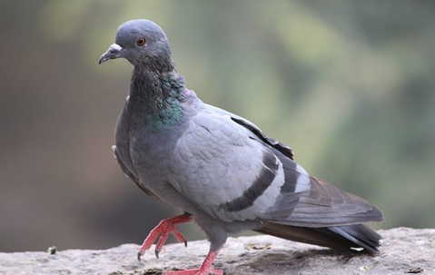 Pigeon pest birds