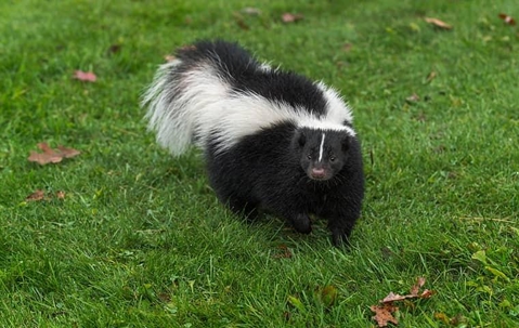A nuisance wild life skunk in a yard
