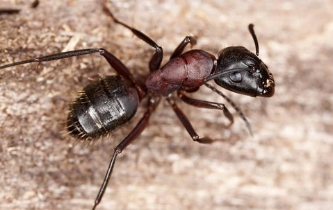 Carpenter Ant crawling on the ground.