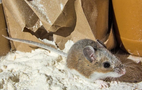 Mice on a mound of flour from a torn paper bag in a pantry.