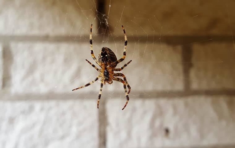Brown spider hanging in its web in a basement.