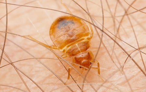 Bed bug on skin