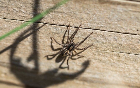 A wolf spider crawling on a wall