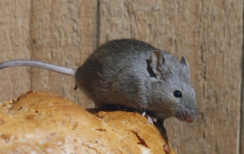 House mouse crawling on bread.