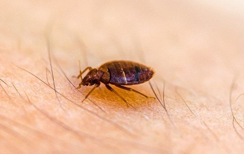 A bed bug crawling in a home