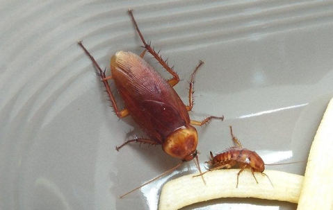 Cockroaches eating food in a dish
