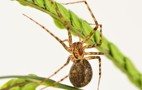 House spider crawling on a green plant.