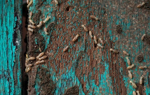 Termites eating blue wall