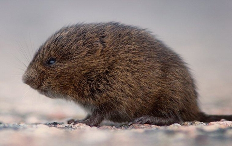 Vole outdoors.