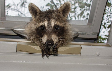 Raccoon trying to get inside through a window of a home.