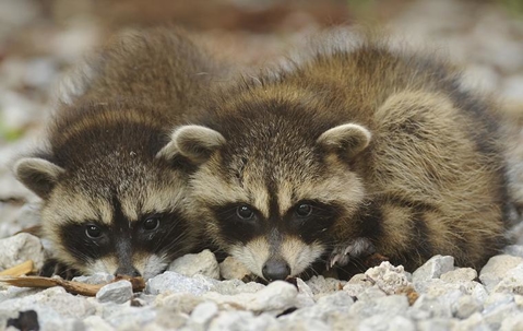 Raccoon
