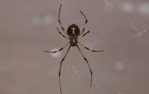Black Widow Spider in its web.