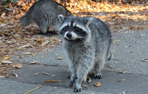 Two raccoons in a driveway near dried leaves.