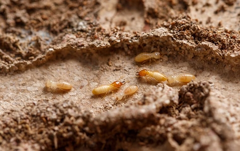Termites in a mud tunnel.