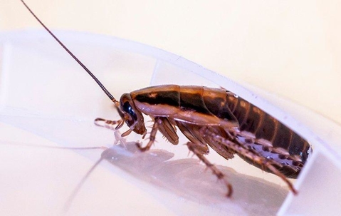 A German cockroach in a kitchen