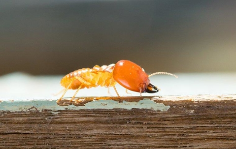 Termite crawling on wood.