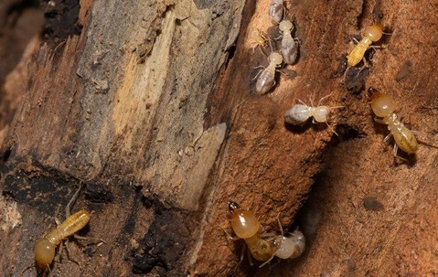 Subterranean Termites tunneling through wood.