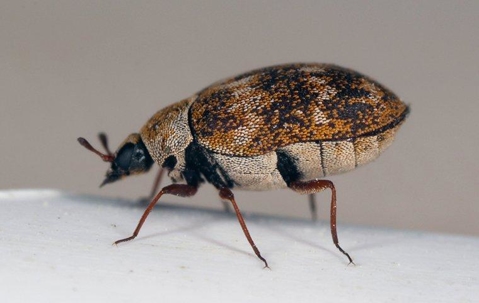 Common shop house beetles