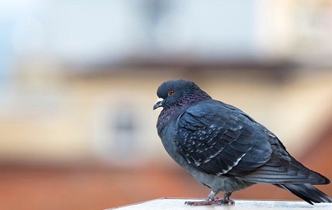 Pigeon on a roof.