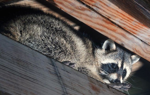 Raccoon in attic