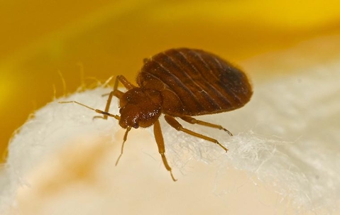 A bed bug crawling on a mattress