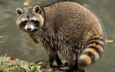 Raccoon