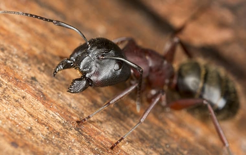 A carpenter ant on wood