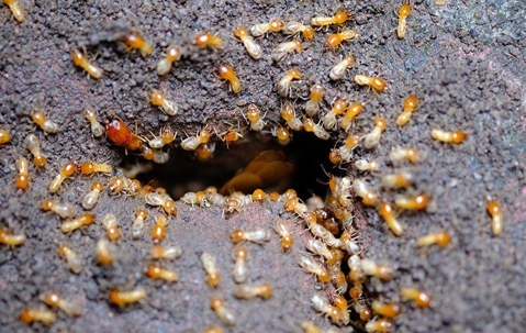 Hundreds of termites infesting a property