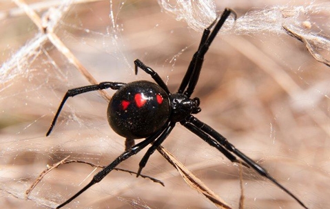 Black Widow Spider in its web.