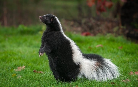 Skunk standing in a yard.
