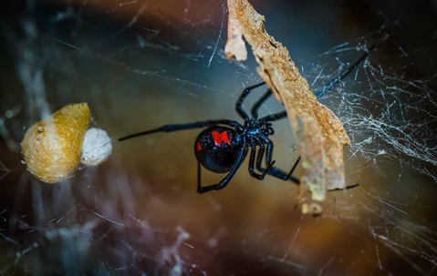 Black widow spider