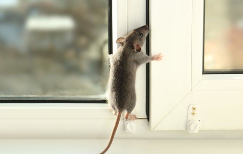 Rodent climbing a window.