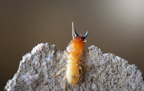 Termite climbing its nest.