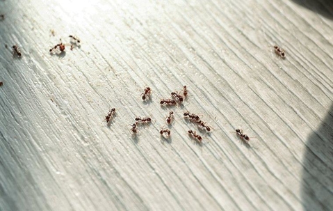 Ants crawling on a kitchen counter.